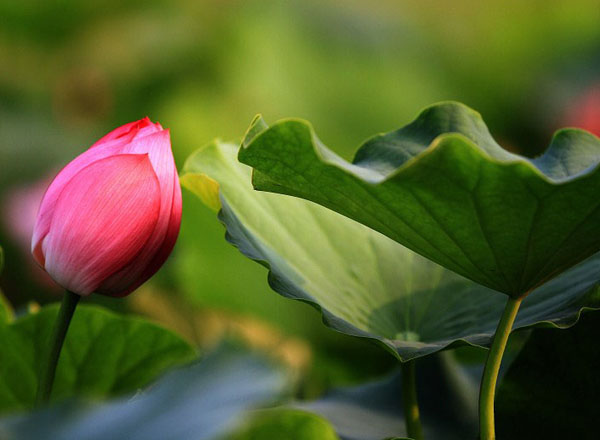 七月的荷花（24张）