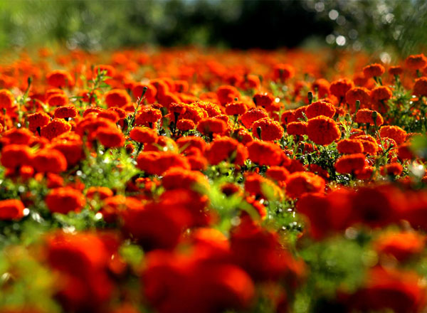 隰县金土地（15张）