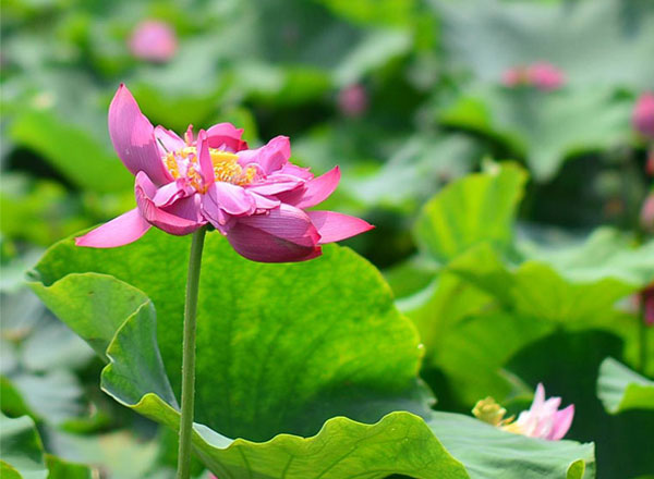 小荷才露尖尖角（9张）