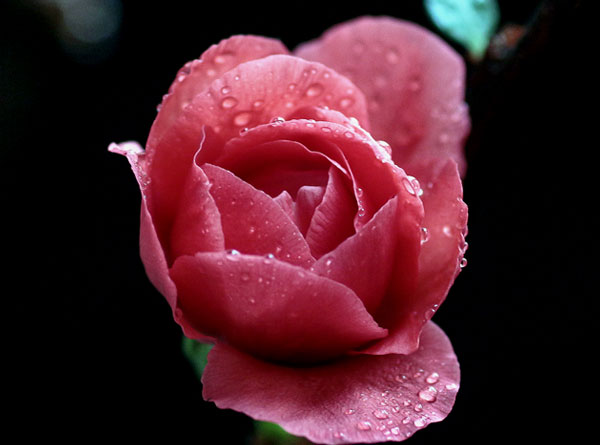 干支梅迎春（8张）