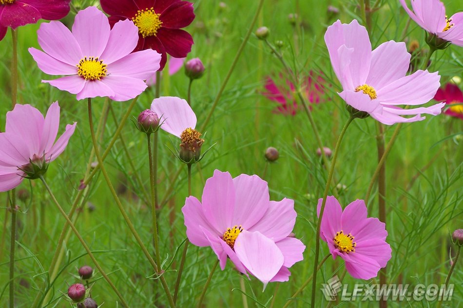 临汾平安夜街景（2张）