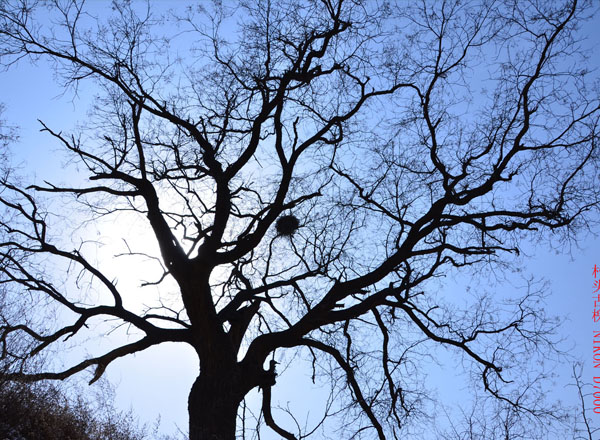 滨河公园-花草随拍（10张）