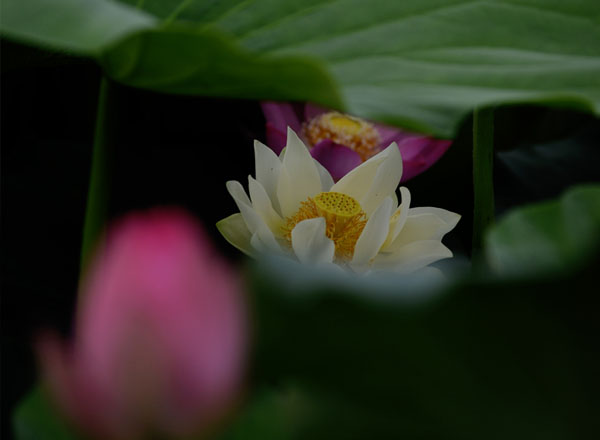 别样荷花（11张）