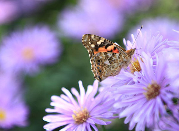 秋天的花 蝴蝶（8张）