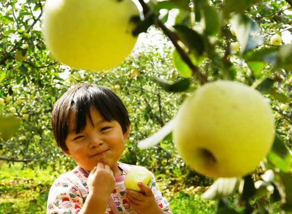 苹果园里笑金秋（6张）