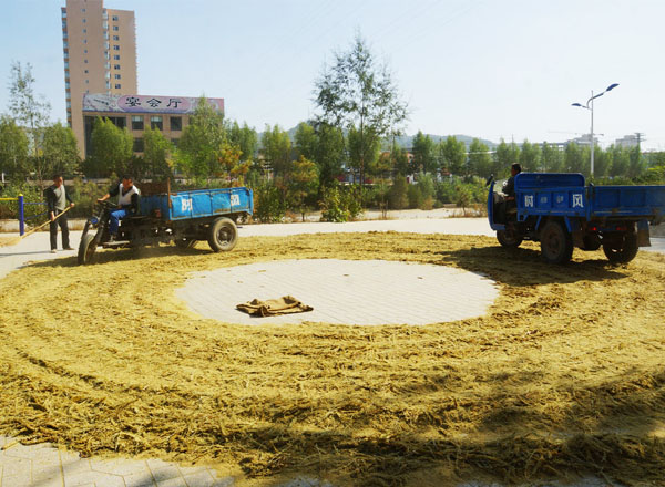 隰县谷米喜获特大丰收（14张）