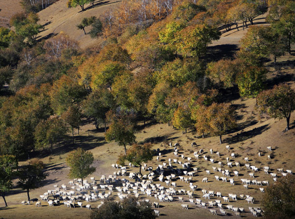 秋到塞罕坝（10张） 