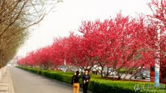 南外环樱花盛开，红如火，艳如霞 