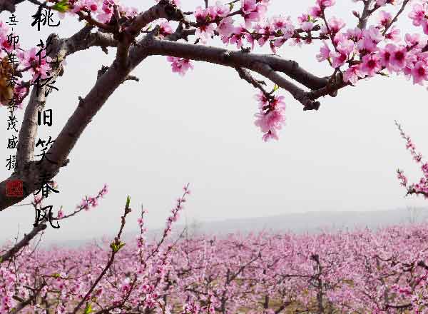 桃花依旧笑春风 