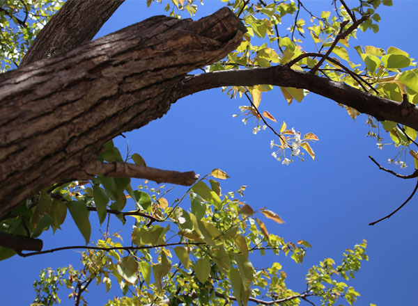 梨博园夏（9张） 