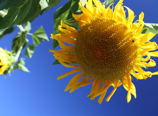 秋日的向日葵（11张） 