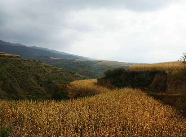 隰州又听丰收谣（12张） 