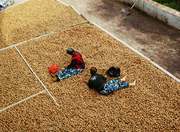 隰县：农家满院核桃香（12张） 