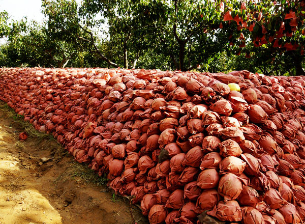 果农筑起“梨长城”为国庆献礼（6张） 