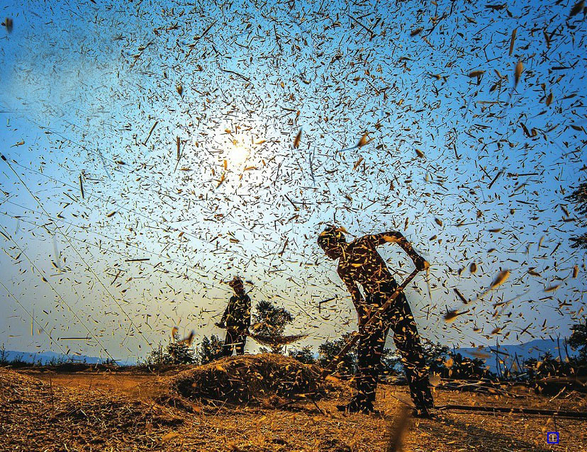 正是盛夏麦香时
