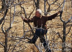 “金剪子”老李家的树上结出了“金蛋蛋”