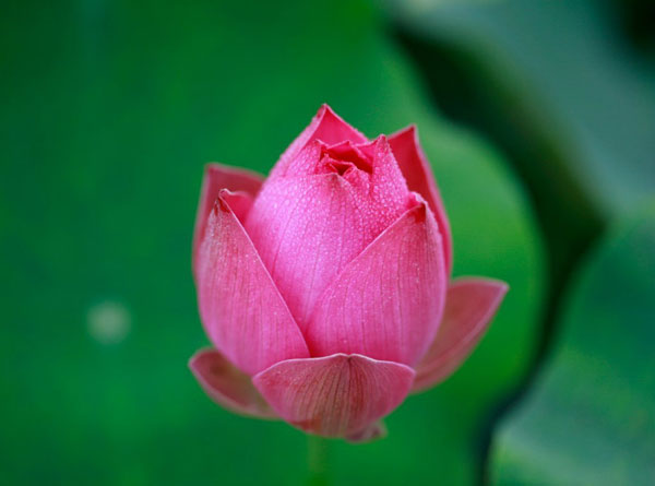 小荷才露尖尖角（9张） 