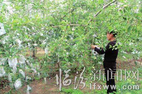 果农为苹果树套袋