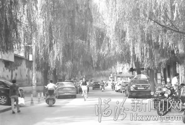 临汾市区体育街柳树挡道 急需修剪