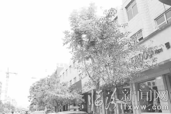 临汾水门街附近梨树和桃树已干枯 绿化队已制定方案