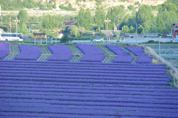 美丽草原，我的歌（9张）