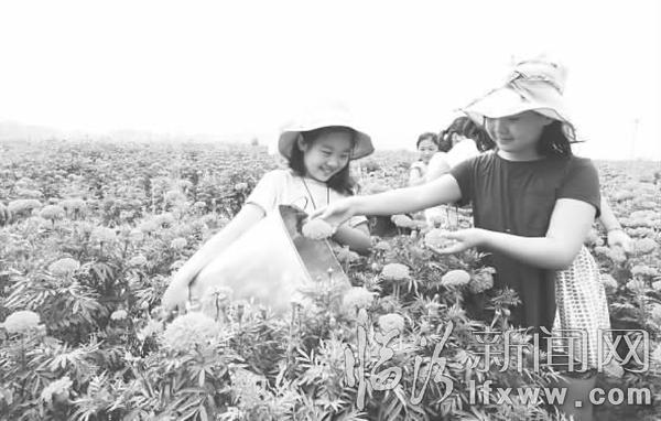 孩子们正在采摘成熟的万寿菊