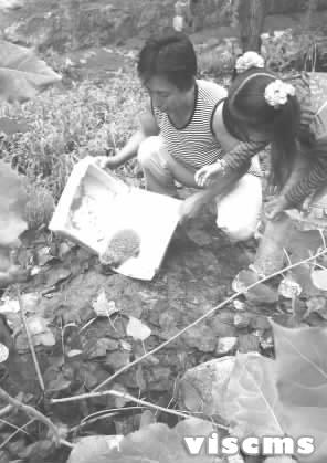 尧都区:野生刺猬做客 市民放其归山