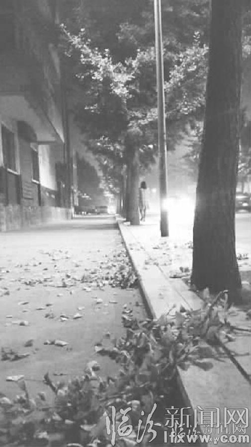 临汾市民:银杏树“受伤” 文明在向你呼唤