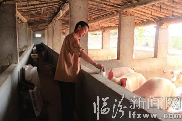 生猪养殖 发家致富
