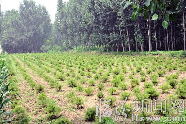 霍州石鼻村:革命老区里飞出幸福欢乐歌