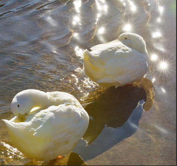白毛浮绿水，红掌拨清波(7张)