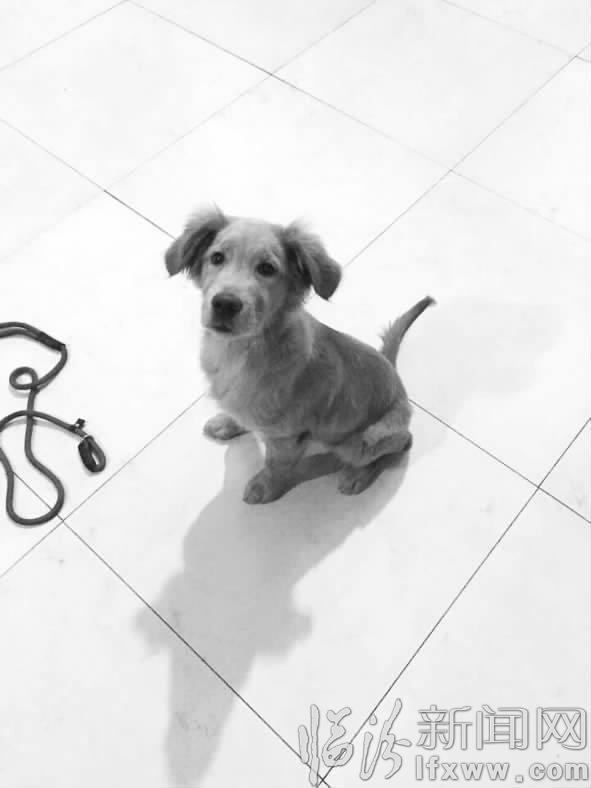 临汾闫女士:谁家的金毛犬?主人快来认领