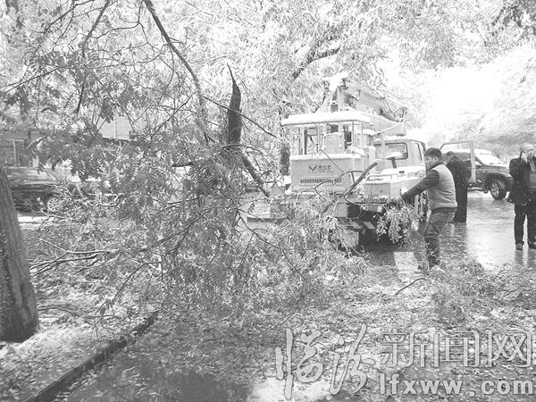 ▲绿化队工作人员清理树枝