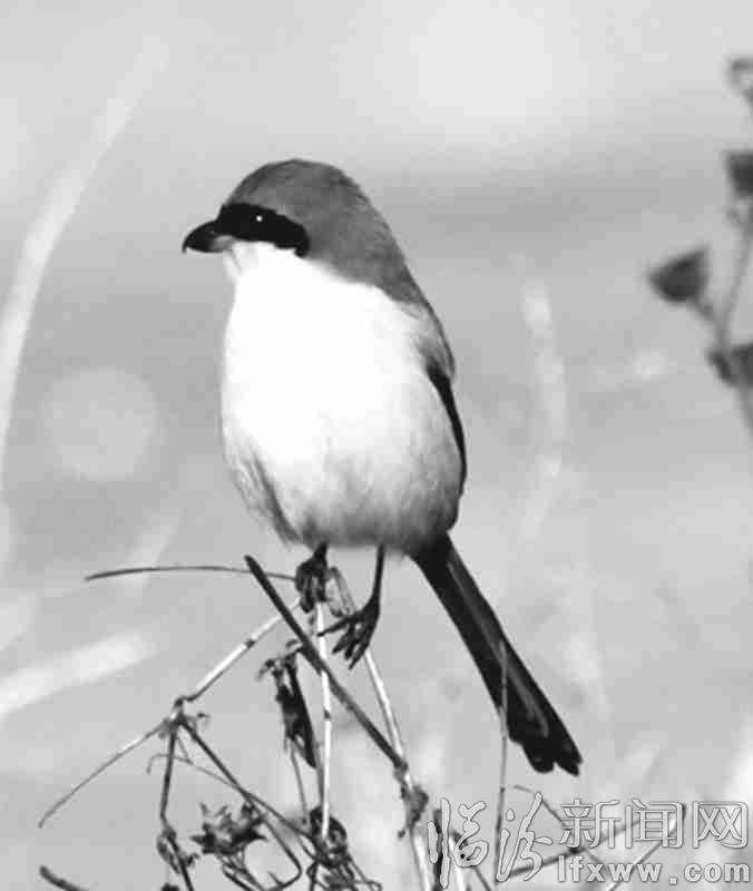 美丽临汾:伯劳来了 让我们共同呵护这个可爱精灵吧