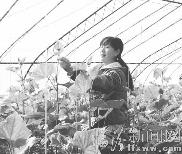 大棚菜致富隰县留城乡亲