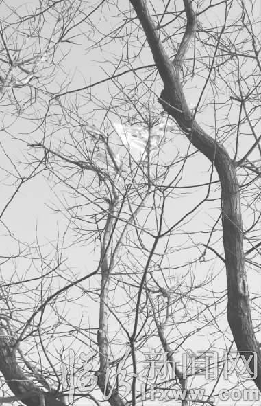 临汾市民:别让风筝伤了“春天”