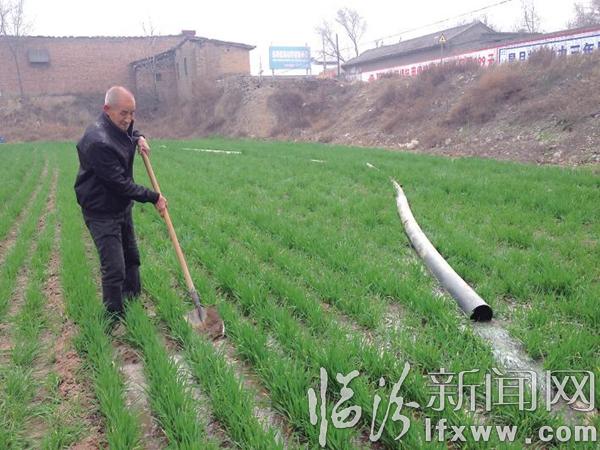 襄汾:绿蕴丁陶满目春