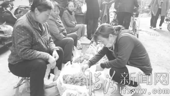 白蒿市价28元!临汾市菜农“改行”种野菜