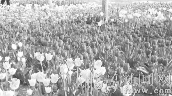 临汾涝洰河公园醉游人 郁金香海美不胜收
