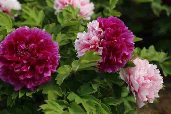 开放的牡丹花（19张）