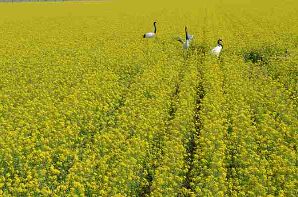太子滩的别样风景（10张）