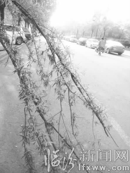 尧都区:断枝“拦”路无人理 市民盼望早处理