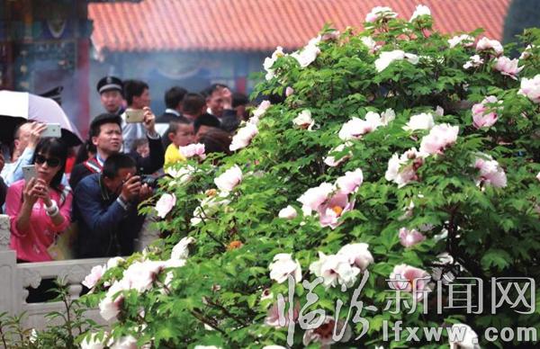 古县:牡丹搭台 文化唱戏