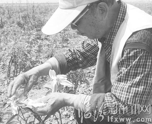 临汾市最大牡丹园落户霍山脚下