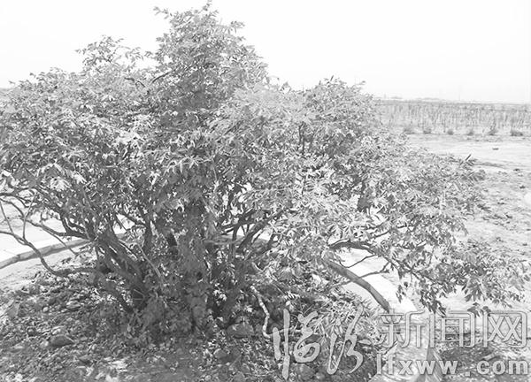 临汾市最大牡丹园落户霍山脚下