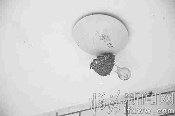 燕子作客尧都区居民家6年 主人好心为此不开灯