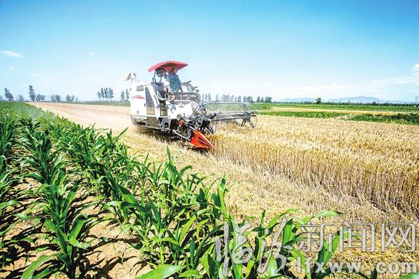 临汾市集结7万台“铁牛”龙口夺粮鏖战“三夏”