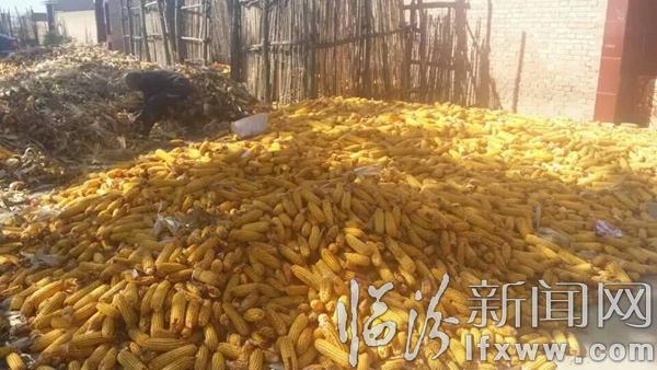 【散文】认知驼腰