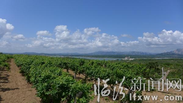 威龙葡萄酒有机之旅 让消费者零距离体验有机品质