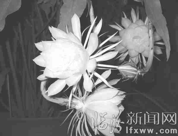 20余朵昙花惊艳绽放